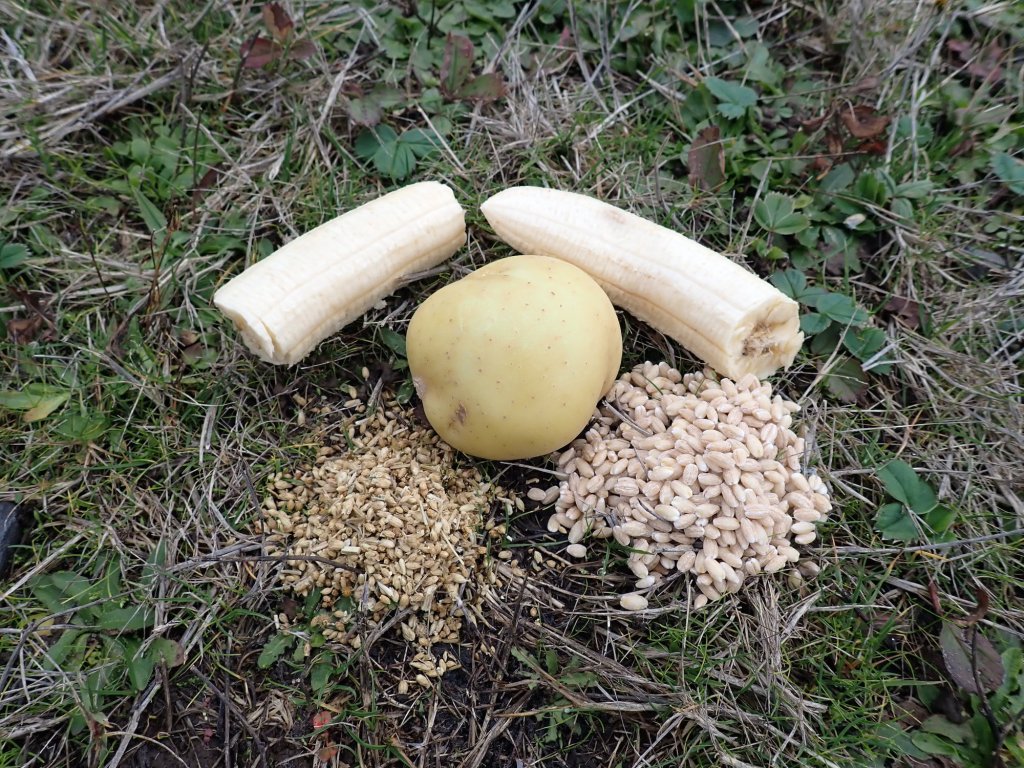 A potato, a banana, some oats and another grain placed on some grass